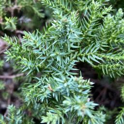 Juniperus procumbens 'Nana' awls