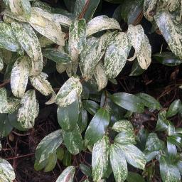 Kadsura japonica foliage