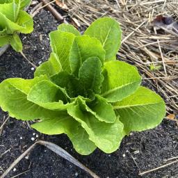 Lactuca sativa 'Coastal Star' foliage