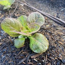 Lactuca sativa 'Schweitzer’s Mescher Bibb' habit