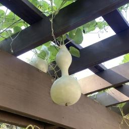 Lagenaria siceraria 'Bird House Gourd' fruit