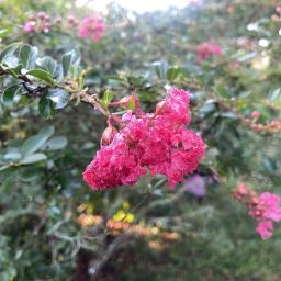 Lagerstroemia 'Gamad I' (Cherry Dazzle®) flower