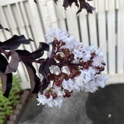 Lagerstroemia 'PIILAG-IV' (Moonlight Magic™) flower