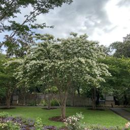 Lagerstroemia fauriei 'Fantasy' habit