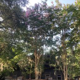 Lagerstroemia indica 'Basham's Party Pink' flowering habit