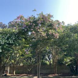 Lagerstroemia indica 'Muskogee' flowering habit