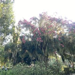 Lagerstroemia indica x fauriei 'Miami' flowering habit