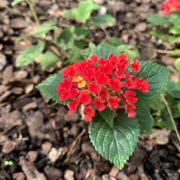 Lantana camara 'CCCF1' (Firestorm™) flowers