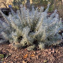 Lavandula ×intermedia 'Niko' (Phenomenal™) habit