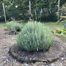 Lavandula ×intermedia 'Tesseract' (Sensational!®) flowering habit