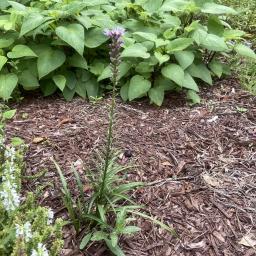 Liatris spicata flowering habit