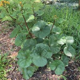 Ligularia dentata 'Midnight Lady' flowering habit