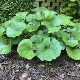 Ligularia japonica habit