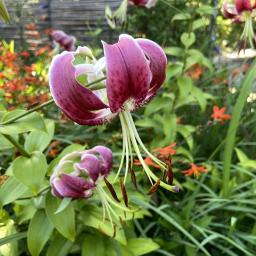 Lilium 'Black Beauty' flower