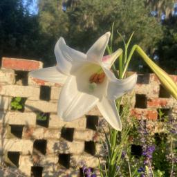 Lilium philippinense flower