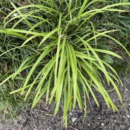 Liriope muscari 'PeeDee Gold Ingot' foliage