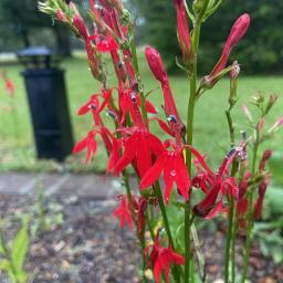 Lobelia cardinalis flower