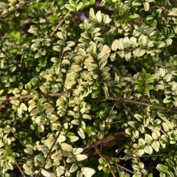 Lonicera nitida 'Baggesen's Gold' foliage