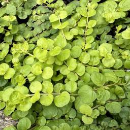 Lysimachia nummularia 'Aurea' foliage