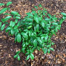 Magnolia figo 'Stellar Ruby' habit