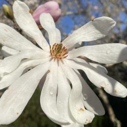 Magnolia stellata 'Waterlily' flower