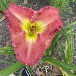 Hemerocallis 'Mansfield Plantation' flower