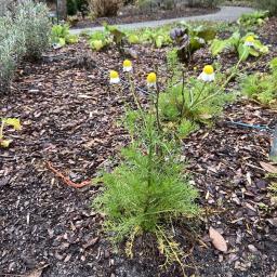 Matricaria recutita flowering habit