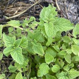 Melissa officinalis foliage