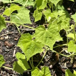 Melothria scabra foliage