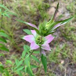 Monarda fistulosa bracts and flower buds