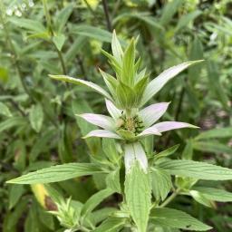 Monarda punctata inflorescence