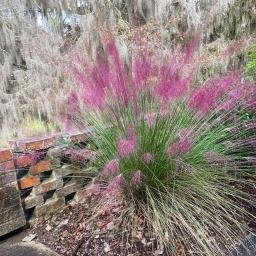 Pink Muhlygrass