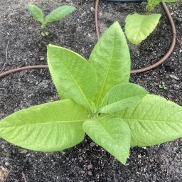 Nicotiana tabacum 'Goose Creek Red' foliage