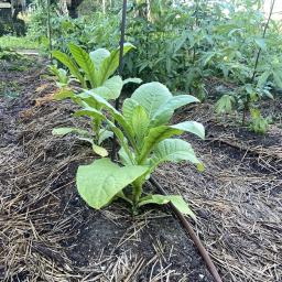 Nicotiana tabacum 'Virginia Bright Leaf' habit