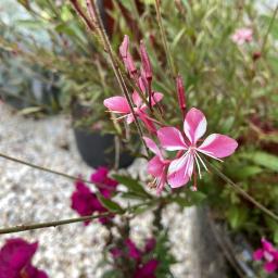 Oenothera lindheimeri 'Siskiyou Pink' flowers