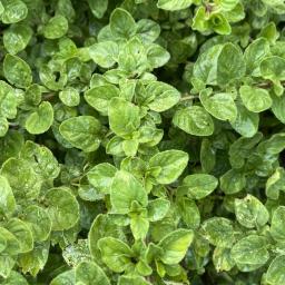 Origanum vulgare foliage