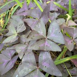 Oxalis triangularis foliage