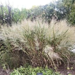 Panicum virgatum 'Dallas Blues' flowering habit