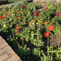 Papaver nudicaule (Spring Fever® Mix) flowering habit