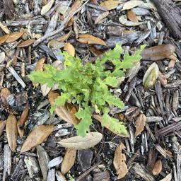 Papaver rhoeas 'Amazing Grey' foliage