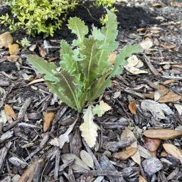 Papaver somniferum 'Hen and Chickens' foliage