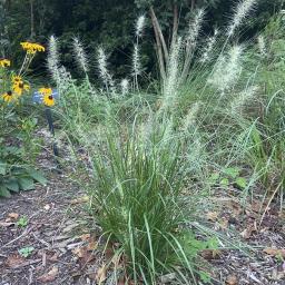 Pennisetum alopecuroides 'Hameln' habit