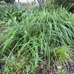 Pennisetum alopecuroides 'Moudry' habit