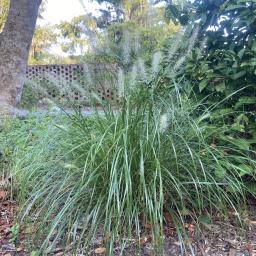 Pennisetum alopecuroides 'Tift PA5' (Hush Puppy™) habit