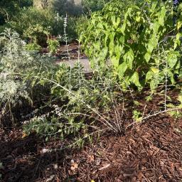 Perovskia atriplicifolia flowering habit