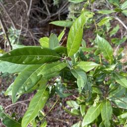 Persea palustris foliage