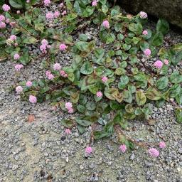 Persicaria capitata flowering habit