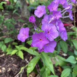 Phlox 'Fashionably Early Flamingo' flowers