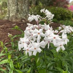 Phlox 'Minnie Pearl' flowers