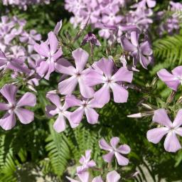 Phlox divaricata 'Opelousas' flower